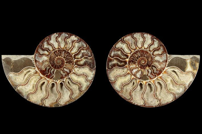 Cut & Polished, Agatized Ammonite Fossil - Madagascar #184142